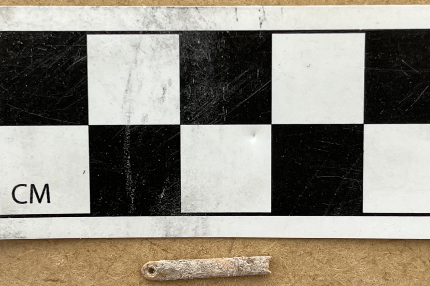 Bone Needles Uncover New Insights Into Clovis Culture and Ice Age Life